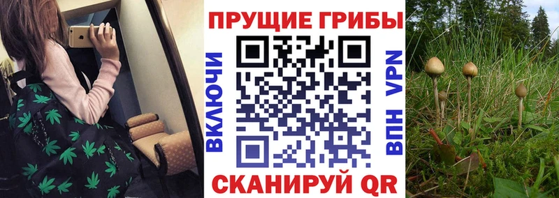 наркотики  Северобайкальск  мега tor  Псилоцибиновые грибы MAGIC MUSHROOMS 